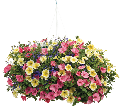 Island Luau - Hanging Basket Kit - LandscapeDirect