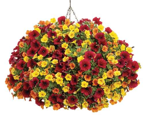 It's So You - Hanging Basket Kit - LandscapeDirect