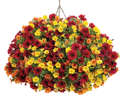 It's So You - Hanging Basket Kit - LandscapeDirect