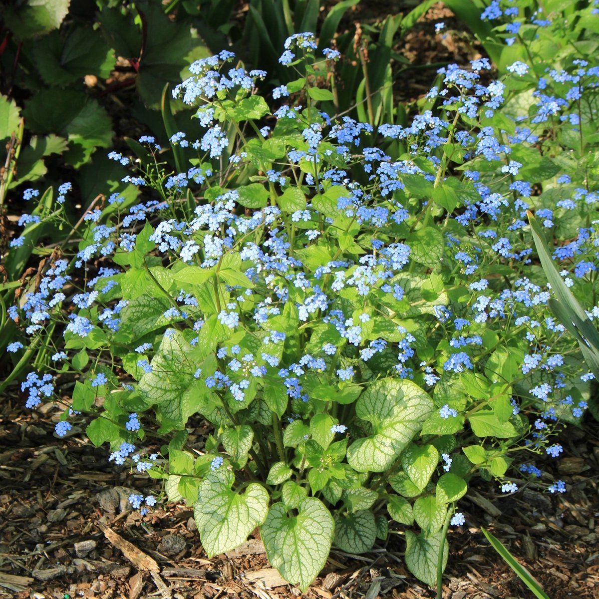 Bugloss Types Jack Frost Siberian Bugloss – LandscapeDirect