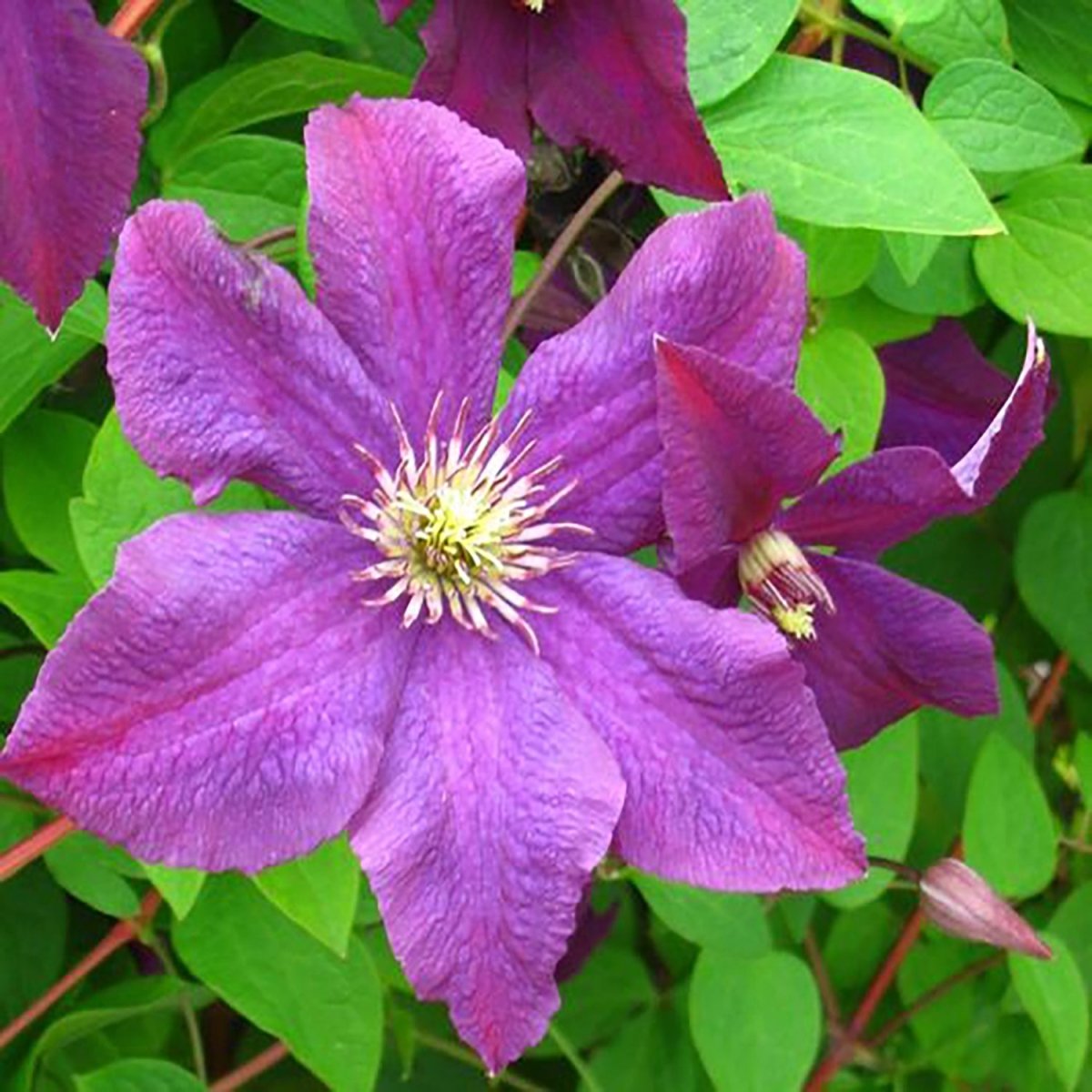 Jackmanii Clematis - LandscapeDirect