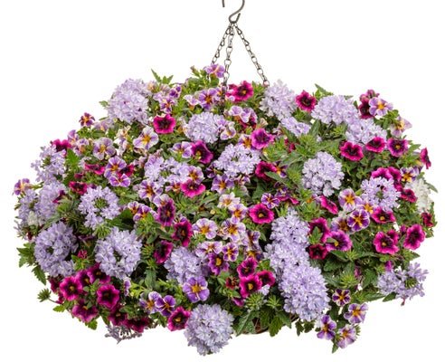 Jealous Neighbor - Hanging Basket Kit - LandscapeDirect