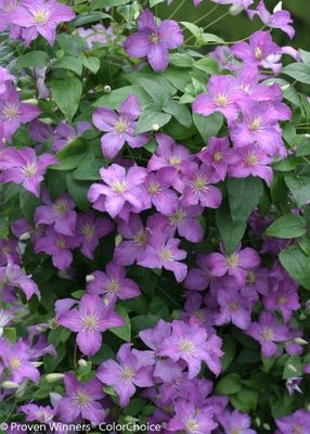 Jolly Good Clematis sp. - LandscapeDirect