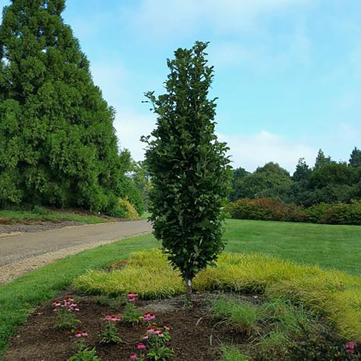 Kindred Spirit Hybrid Oak - LandscapeDirect
