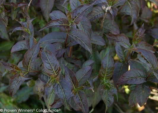 Kodiak Black Diervilla rivularis - LandscapeDirect