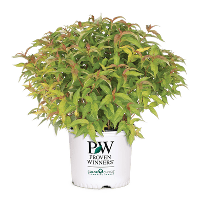 Kodiak Orange Diervilla x - LandscapeDirect
