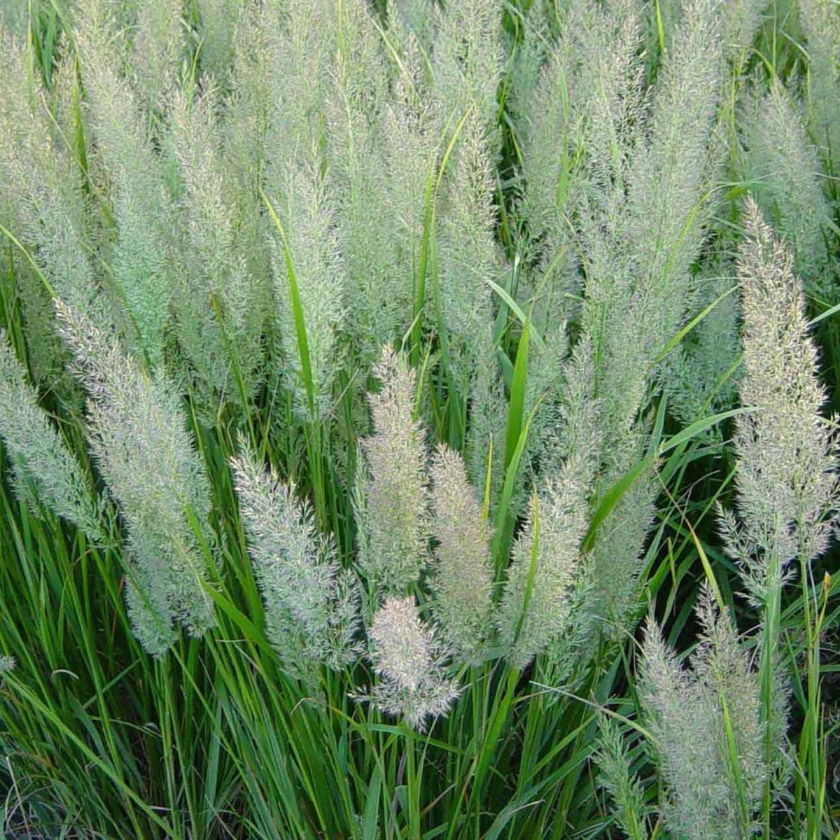Korean Feather Reed Grass - LandscapeDirect