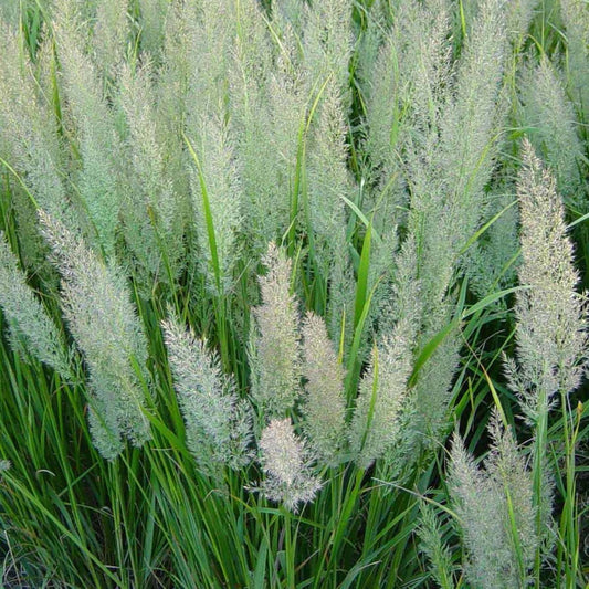 Korean Feather Reed Grass - LandscapeDirect