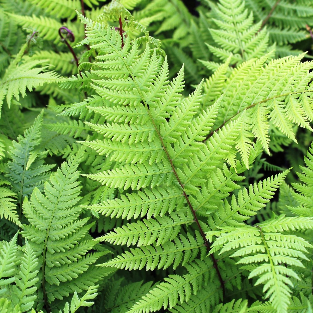 Lady In Red Fern – LandscapeDirect