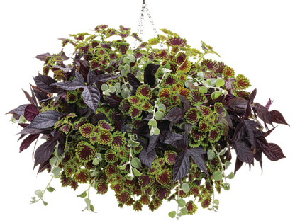 Lady Luck - Hanging Basket Kit - LandscapeDirect