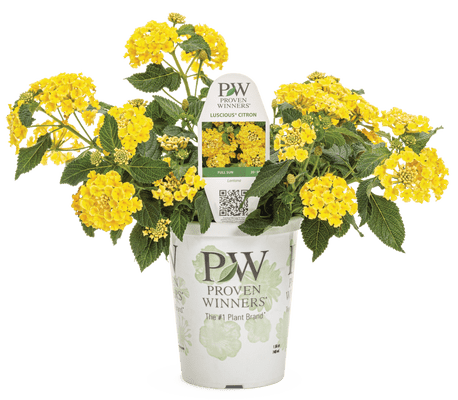 Lantana Luscious Citron - LandscapeDirect