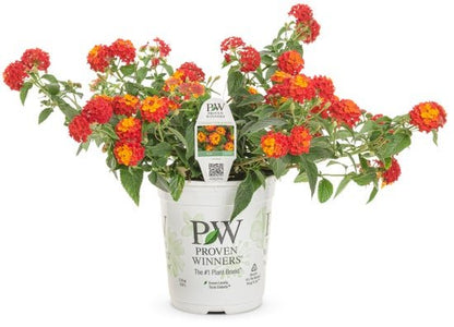 Lantana Luscious Citrus Blend - LandscapeDirect
