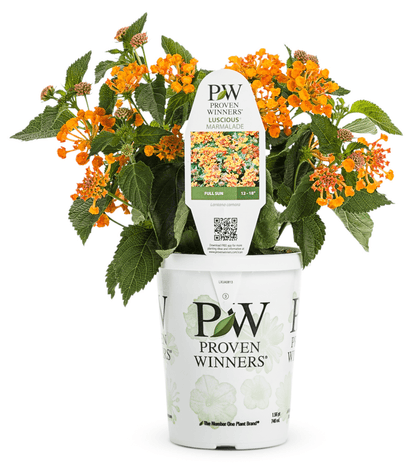 Lantana Luscious Marmalade - LandscapeDirect