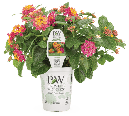 Lantana Luscious Royale Cosmos - LandscapeDirect