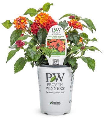 Lantana Luscious Royale Red Zone - LandscapeDirect