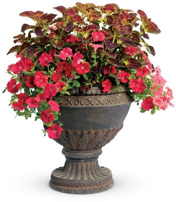 Lap of Luxury - Patio Container Kit - LandscapeDirect