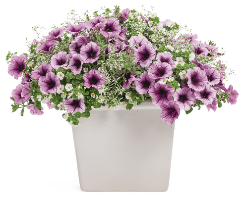 Last Tango in Paris - Patio Container Kit - LandscapeDirect