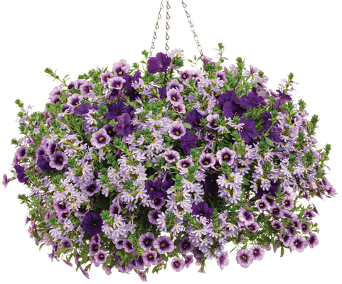 Lavender Lipstick - Hanging Basket Kit - LandscapeDirect