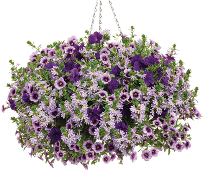 Lavender Lipstick - Hanging Basket Kit - LandscapeDirect