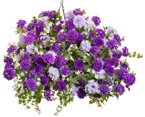 Lavender Sachet - Hanging Basket Kit - LandscapeDirect