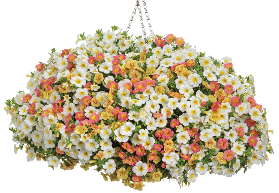 Leading Role - Hanging Basket Kit - LandscapeDirect