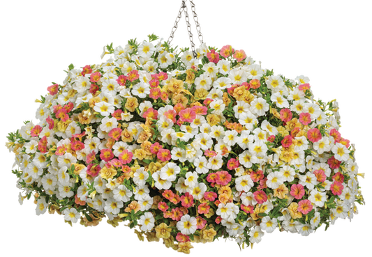 Leading Role - Hanging Basket Kit - LandscapeDirect