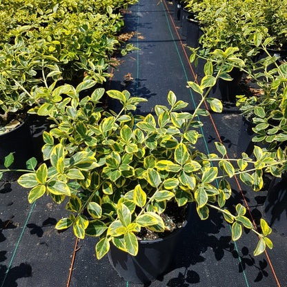 Lemon Lime Euonymus - LandscapeDirect
