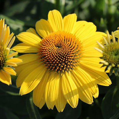 Lemon Yellow Improved Coneflower - LandscapeDirect