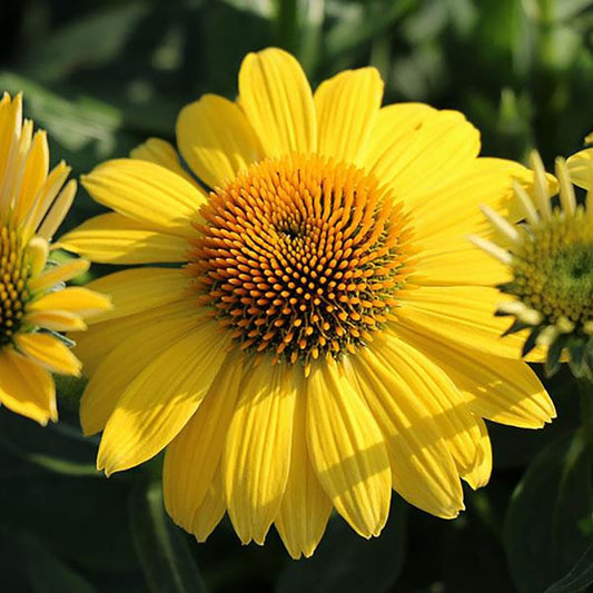 Lemon Yellow Improved Coneflower - LandscapeDirect