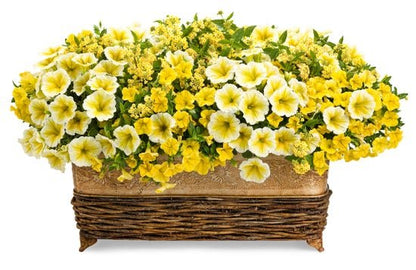 Lemonade Stand - Patio Container Kit - LandscapeDirect