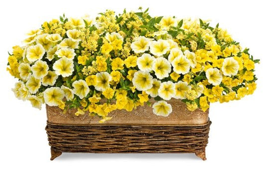 Lemonade Stand - Patio Container Kit - LandscapeDirect