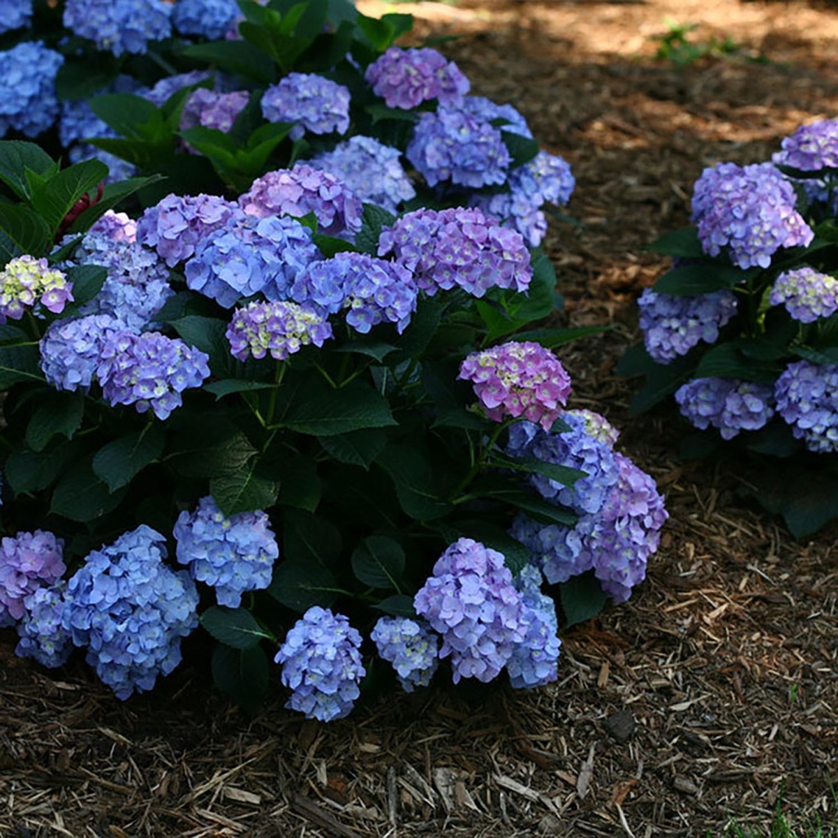 Let's Dance Blue Jangles Hydrangea - LandscapeDirect