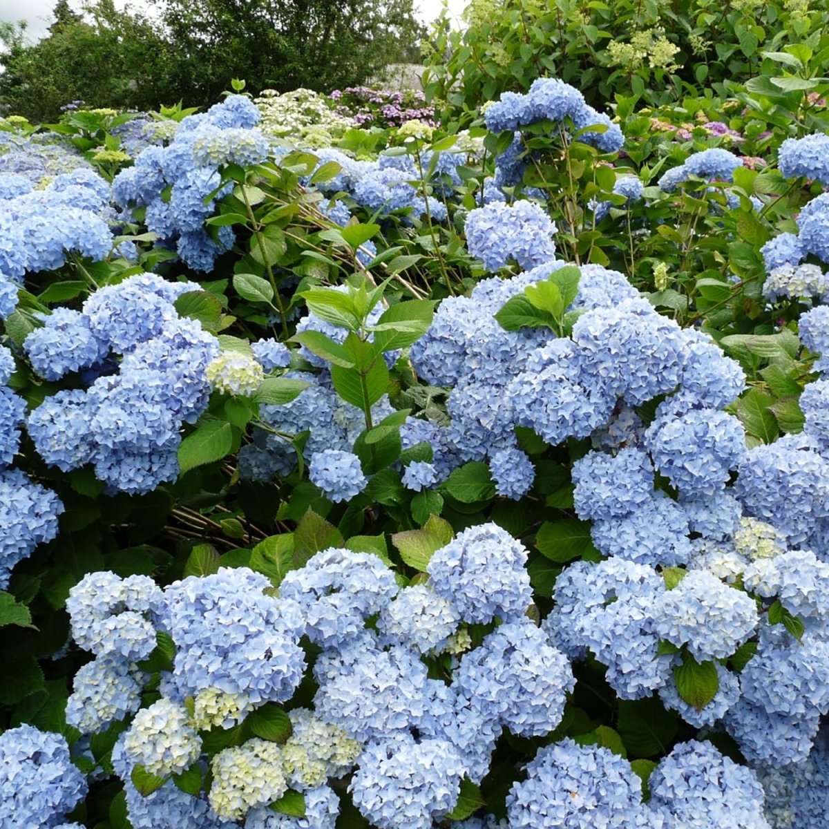 Let's Dance Rhythmic Blue Hydrangea – LandscapeDirect