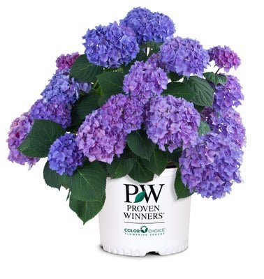 Let's Dance Rhythmic Blue Reblooming Hydrangea - LandscapeDirect