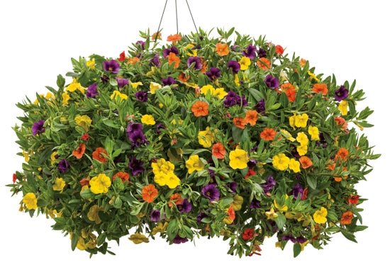 Let's Tango - Hanging Basket Kit - LandscapeDirect