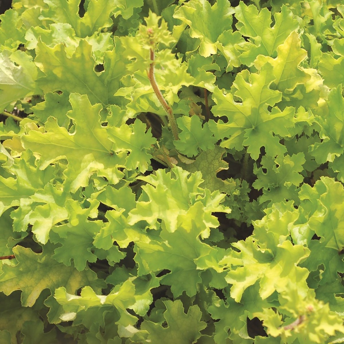 Lime Marmalade Coral Bells - LandscapeDirect