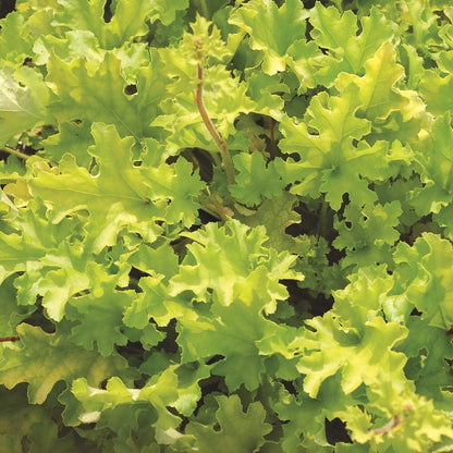 Lime Marmalade Coral Bells - LandscapeDirect