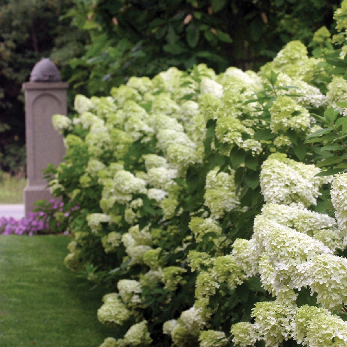 Link Hydrangea Shop Hydrangea – LandscapeDirect
