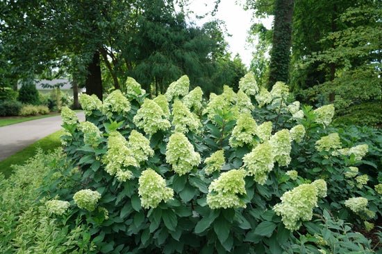 Limelight Prime Panicle Hydrangea - LandscapeDirect