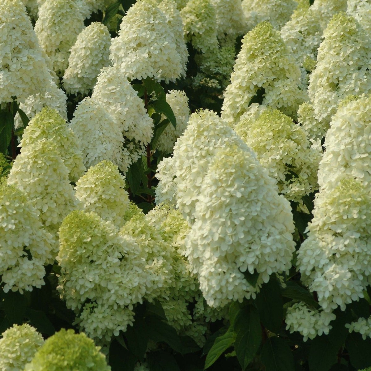 Hydrangea Line Light Tree Limelight Tree Hydrangea – LandscapeDirect