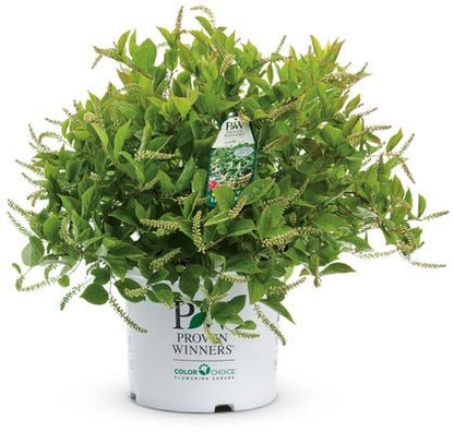 Little Henry Sweetspire - LandscapeDirect