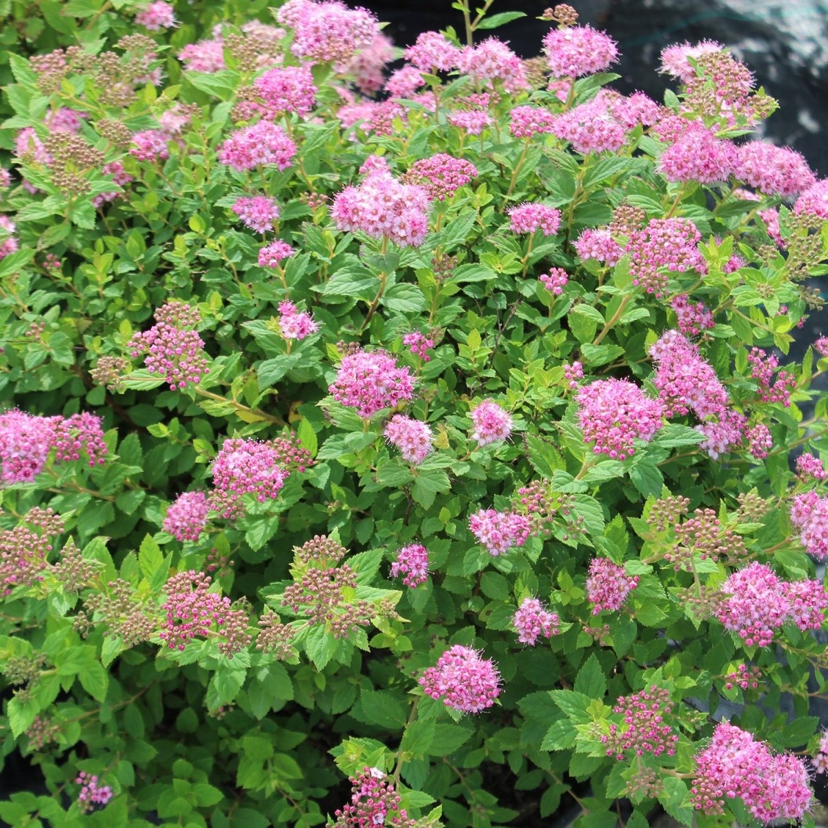 Little Princess Spirea - LandscapeDirect