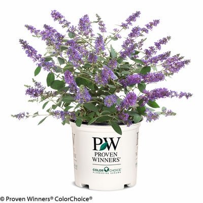 Lo & Behold 'Blue Chip Jr.' Butterfly bush - LandscapeDirect