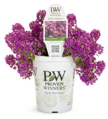 Lobularia Violet Knight - LandscapeDirect
