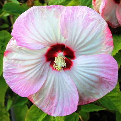 Luna Pink Swirl rose Mallow - LandscapeDirect