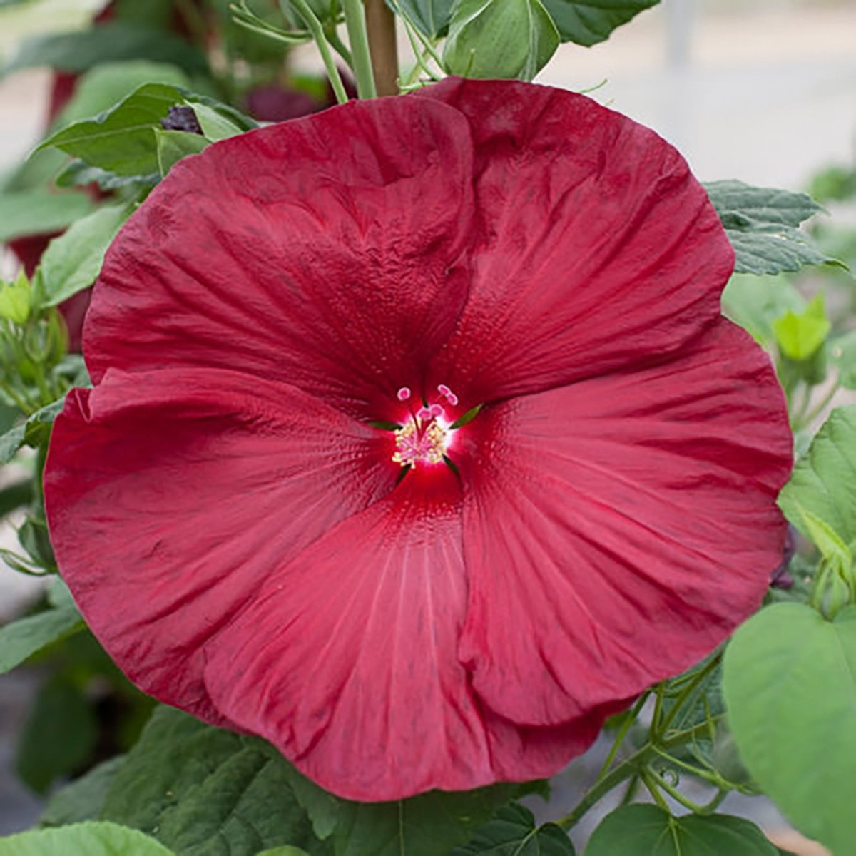 Luna Red Rose Mallow – LandscapeDirect
