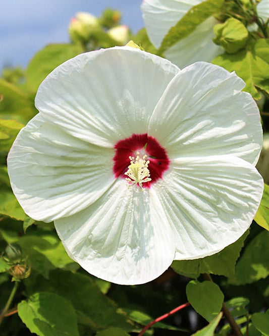 Luna White Rose Mallow - LandscapeDirect