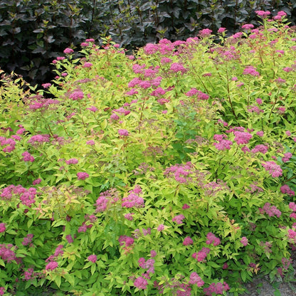 Magic Carpet Spirea - LandscapeDirect