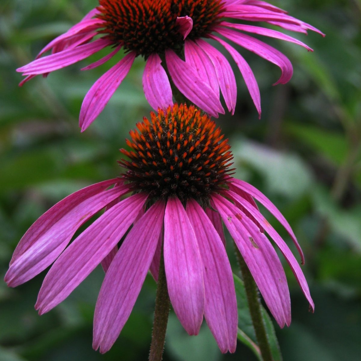 【SALE】ENVIORN コフレ Coneflowers – LandscapeDirect