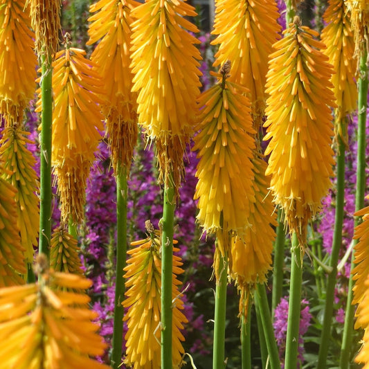 Mango Popsicle Dwarf Poker - LandscapeDirect